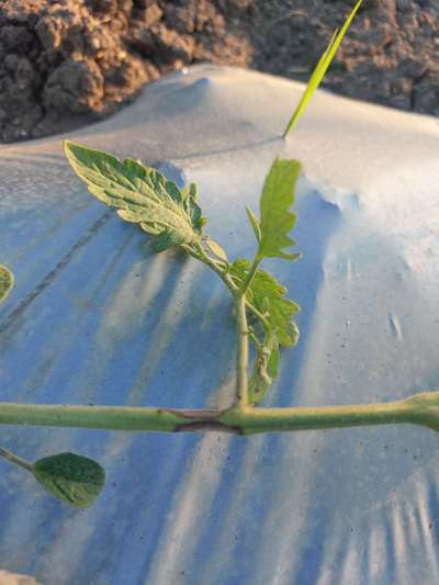 Stem Rot of Tomato - Tomato