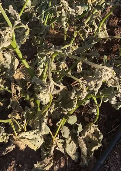 Brinjal Shoot and Fruit Borer - Brinjal