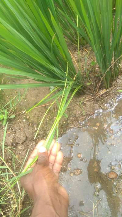 ನೇರಳೆ ಕಾಂಡ ಕೊರಕ - ಭತ್ತ