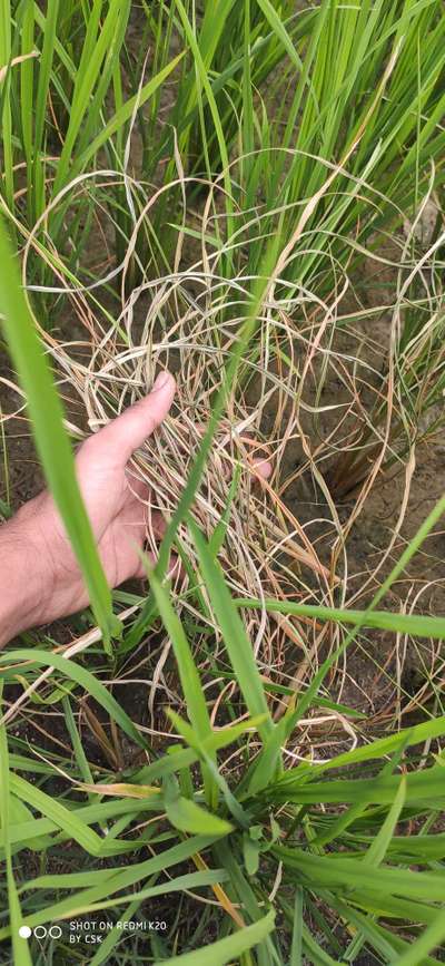 Bacterial Leaf Streak - Rice