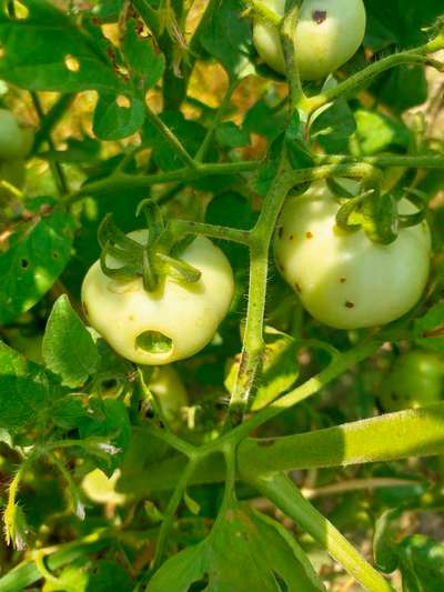 Bacterial Spot and Speck of Tomato - Tomato