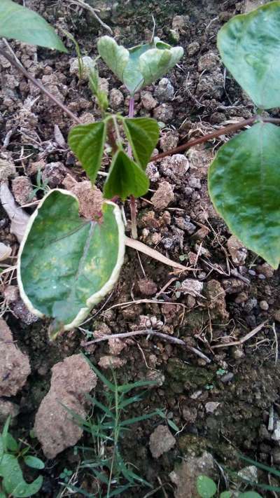 সাধারন লাল মাকড় - শিম