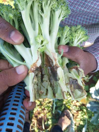 Clubroot - Cabbage