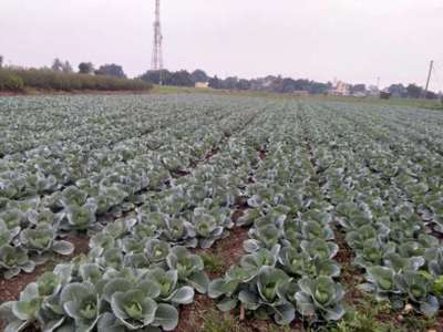 Black Rot - Cabbage