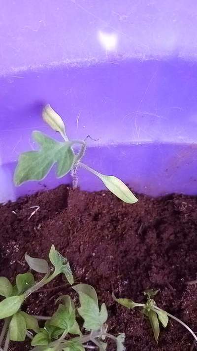 Nitrogen Deficiency - Tomato