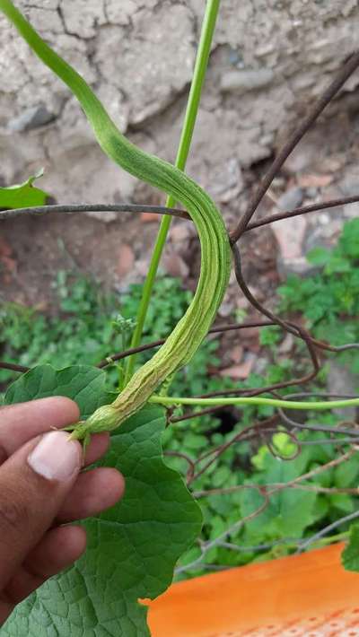 Calcium Deficiency - Cucumber