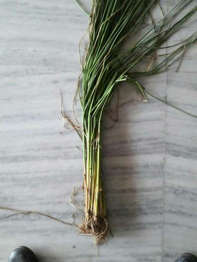 Sheath Rot of Rice - Rice