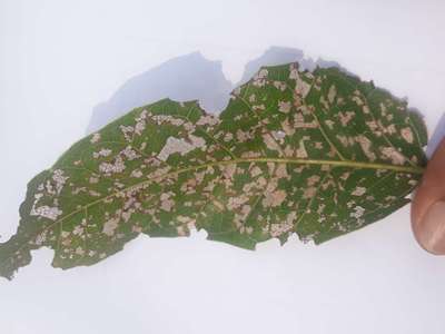 Leaf Miner Flies - Mango