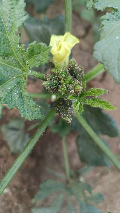 Aphids - Okra