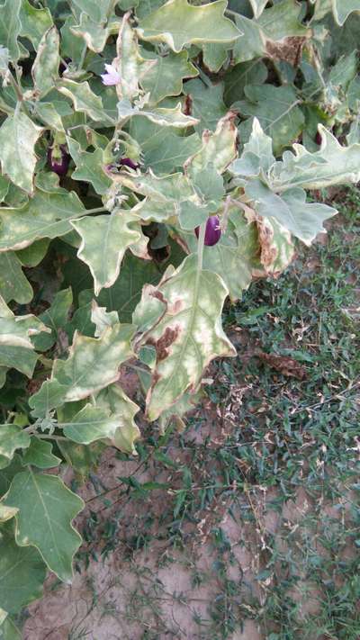 Downy Mildew - Brinjal