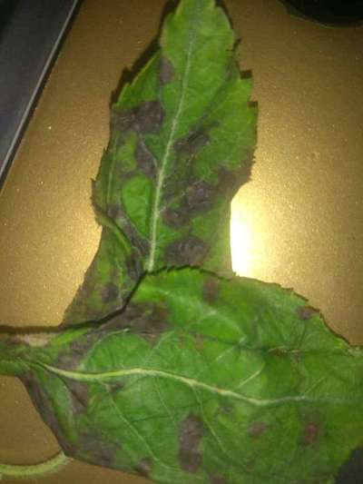 Anthracnose of Apple - Apple