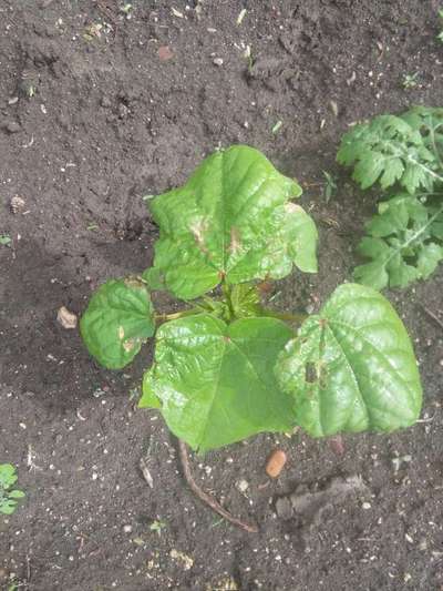 Spider Mites - Cotton