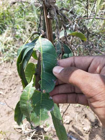 Anthracnose of Papaya and Mango - Mango