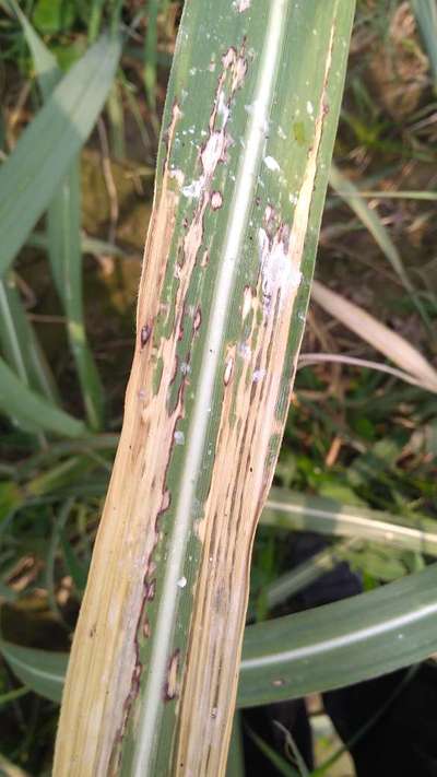 Leaf Scorch of Sugarcane - Sugarcane