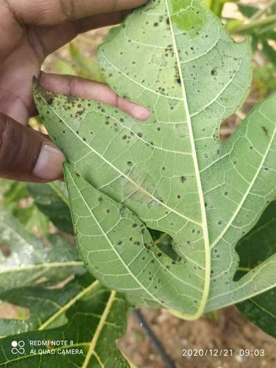 Black Spot Disease of Papaya - Papaya