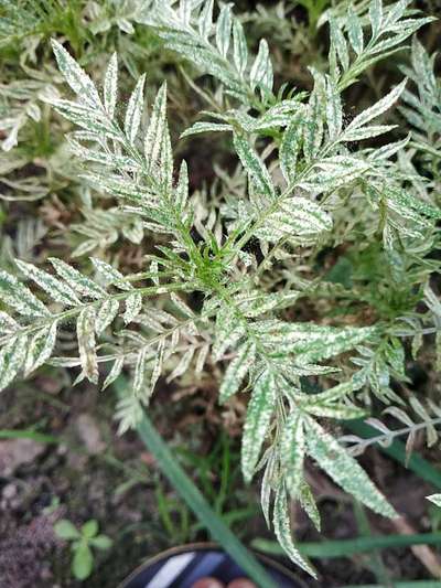 Spider Mites - Chickpea & Gram