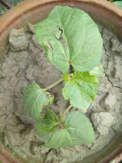 ডাউনি  মাইল্ডিউ - তুলা