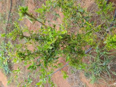 Spider Mites - Pomegranate