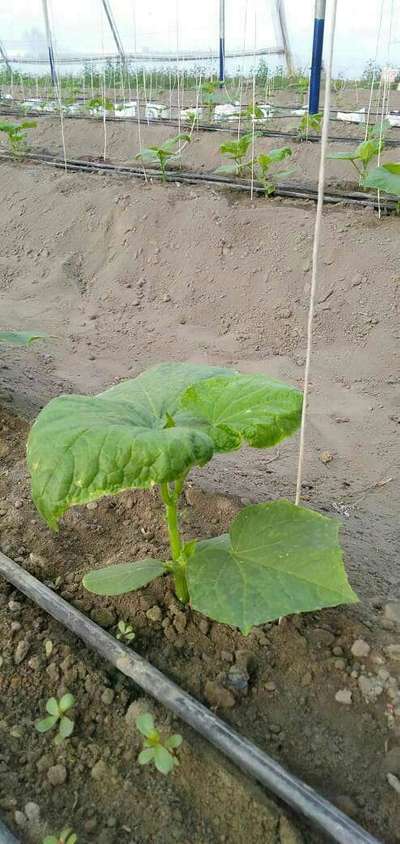 Spider Mites - Cucumber