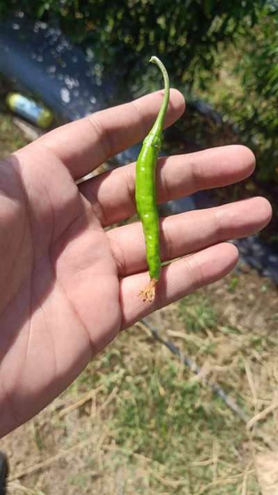 Blossom End Rot - Capsicum & Chilli