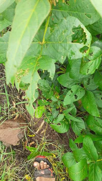 Tobacco Caterpillar - Soybean