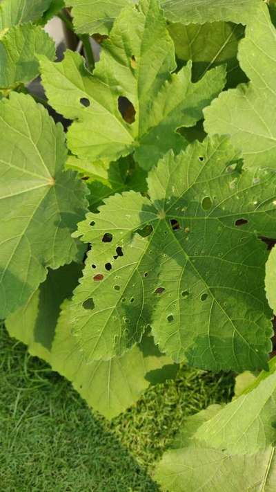 Flea Beetles - Okra