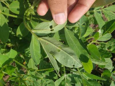 Thrips - Peanut