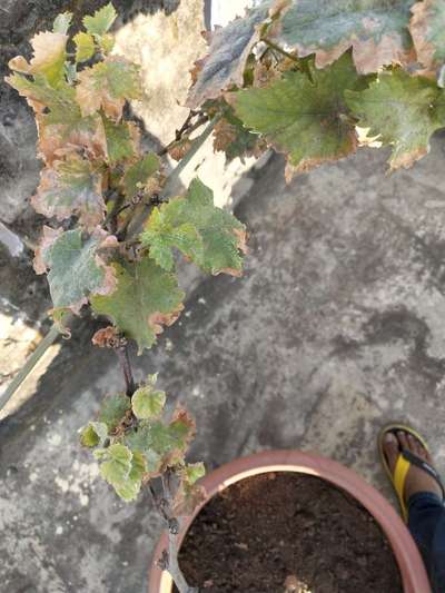 Potassium Deficiency - Grape