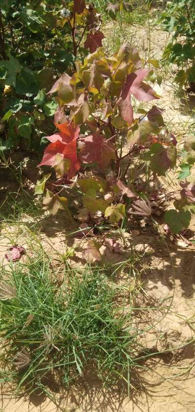 Leaf Reddening of Cotton - Cotton