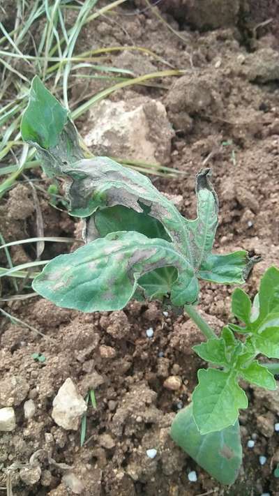 Downy Mildew of Cucurbits - Melon