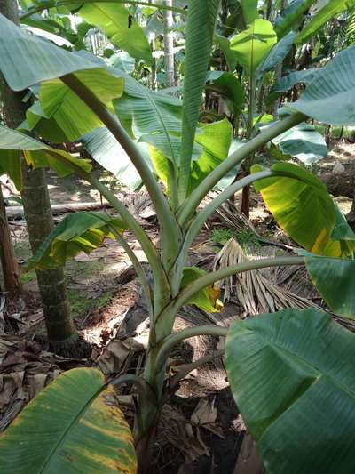 ಪನಾಮಾ ರೋಗ - ಬಾಳೆಹಣ್ಣು