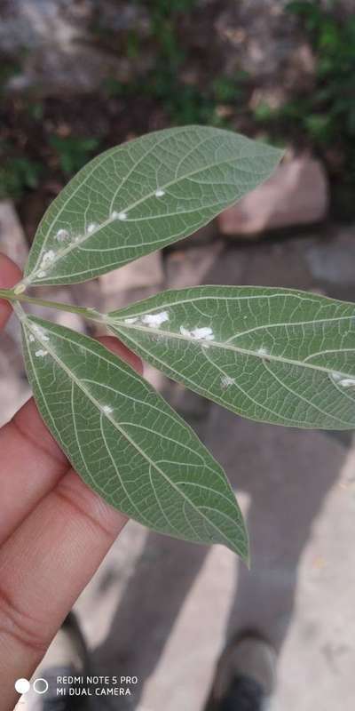 Mealybug - Pigeon Pea & Red Gram