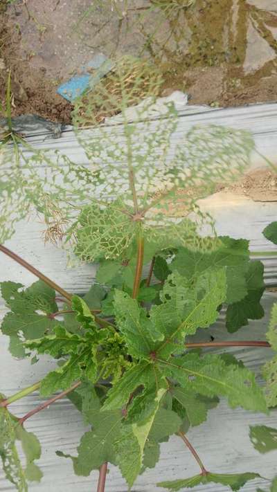 Flea Beetles - Okra