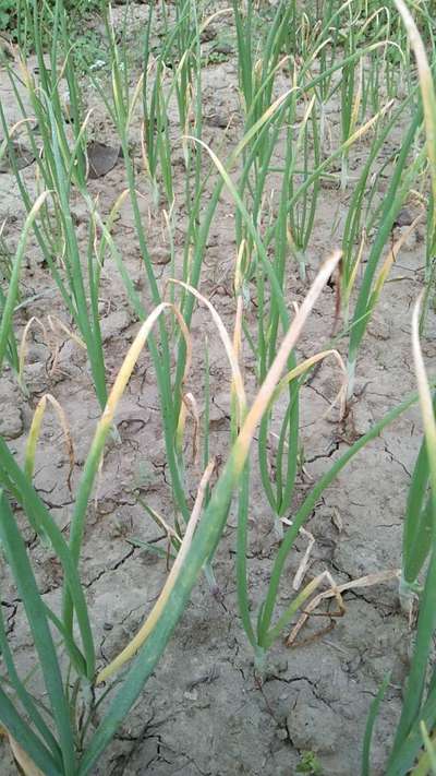 yellow onion plants