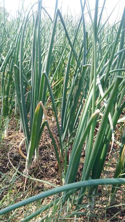 Botrytis Leaf Blight - Onion