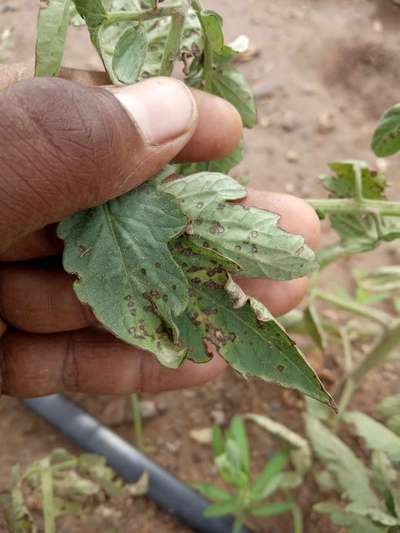 Septoria Leaf Spot - Tomato