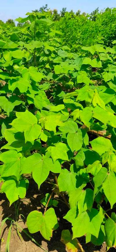 Nitrogen Deficiency - Cotton