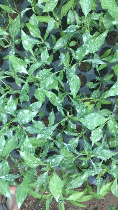 Powdery Mildew - Capsicum & Chilli