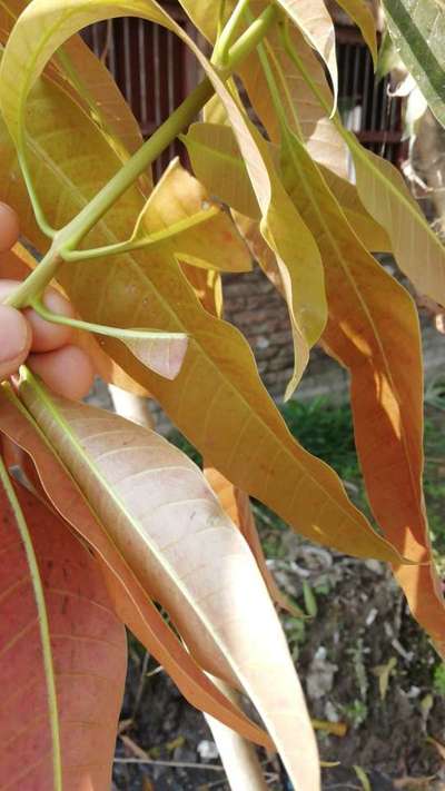 Tobacco Caterpillar - Mango