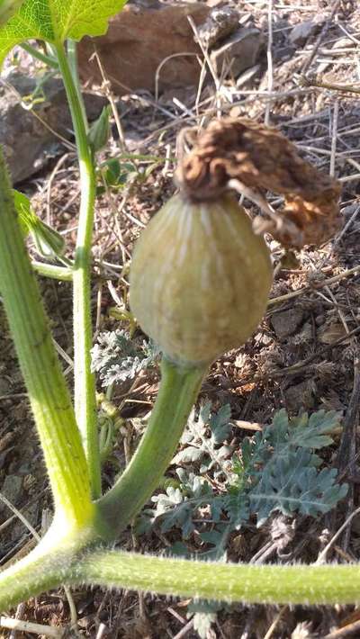 Boron Deficiency - Pumpkin