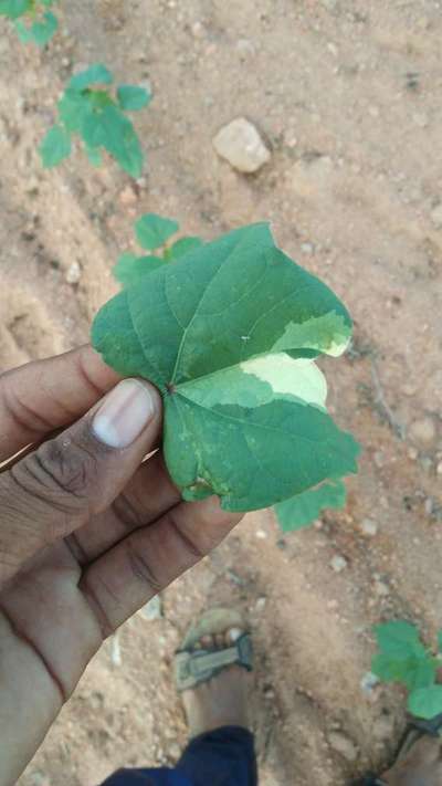 Herbicide Growth Damage - Cotton