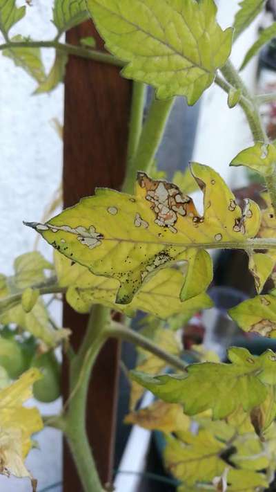 Chilli Cercospora Leaf Spot - Tomato