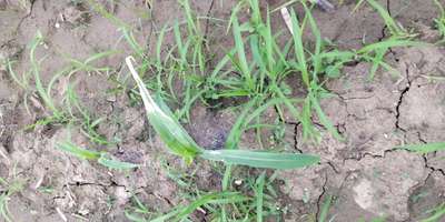 Spotted Stemborer - Maize