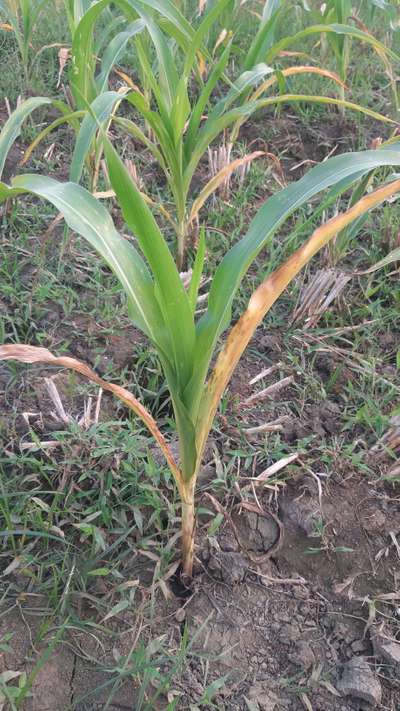 Termites - Maize