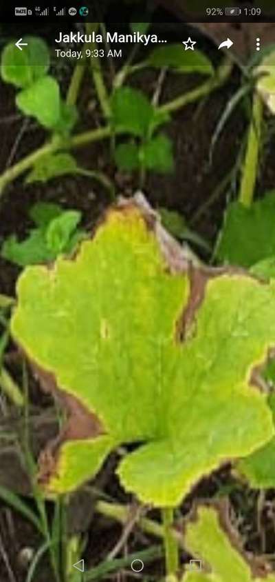 Leaf Blight of Cucurbits - Pumpkin