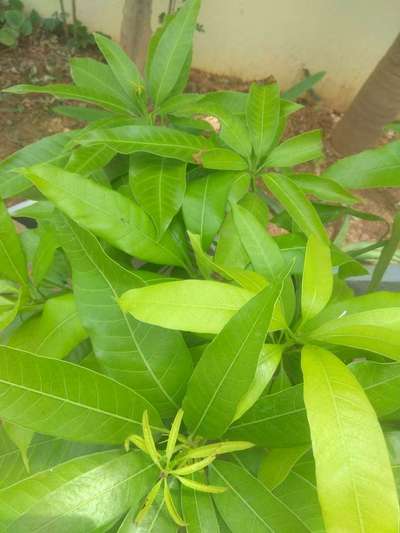 Nitrogen Deficiency - Mango