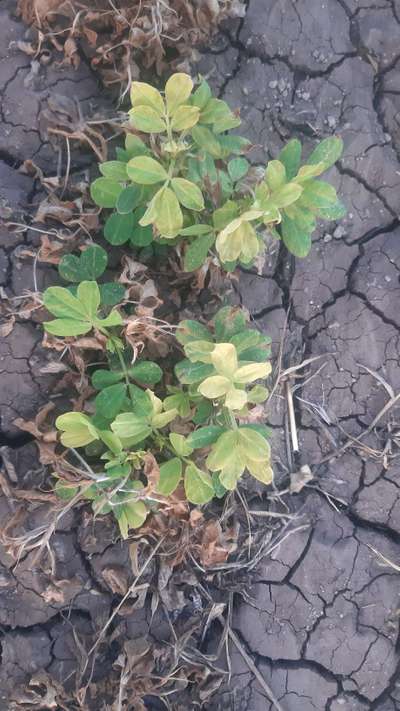 Nitrogen Deficiency - Peanut