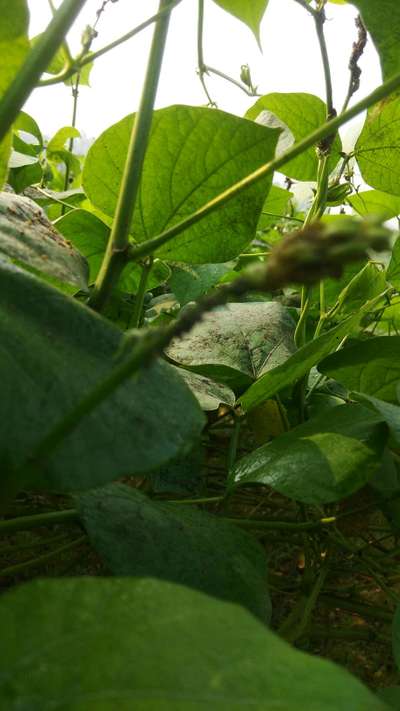 শিমের ডগার মাজরা  পোকা - শিম