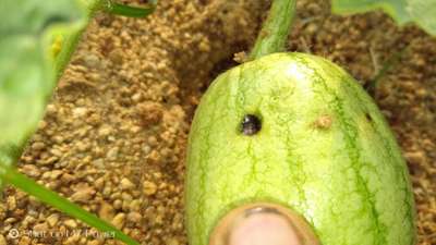 Anthracnose of Cucurbits - Cucumber