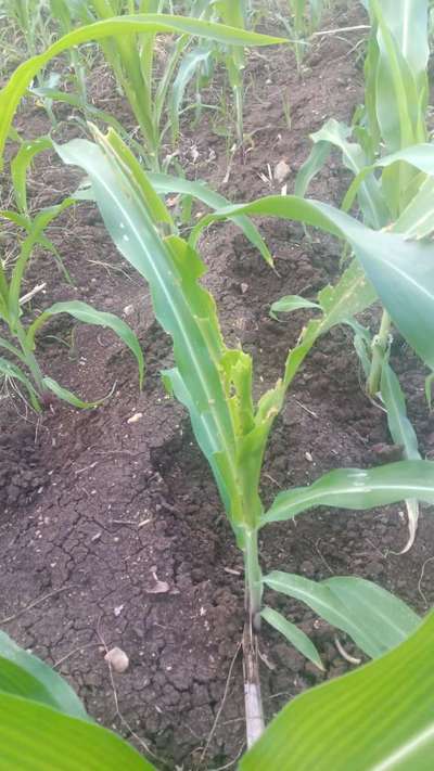 Fall Armyworm - Maize